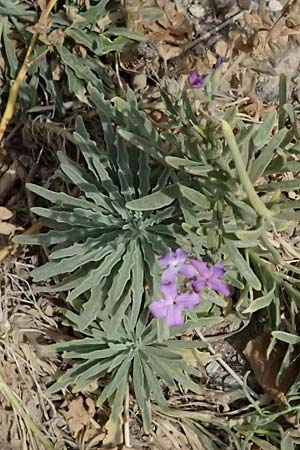 Matthiola sinuata \ Gebuchtete Levkoje / Sea Stock, GR Peloponnes, Vathia 30.5.2024