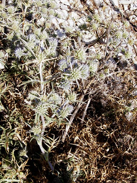Eryngium amethystinum \ Stahlblaue Mannstreu / Italian Eryngo, GR Parnitha 1.9.2014
