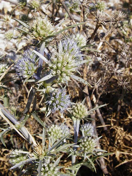 Eryngium amethystinum \ Stahlblaue Mannstreu / Italian Eryngo, GR Parnitha 1.9.2014