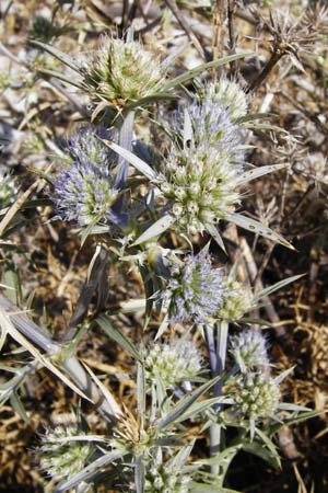 Eryngium amethystinum \ Stahlblaue Mannstreu / Italian Eryngo, GR Parnitha 1.9.2014