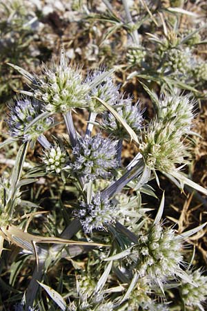 Eryngium amethystinum \ Stahlblaue Mannstreu / Italian Eryngo, GR Parnitha 1.9.2014
