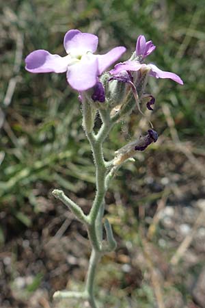 Matthiola tricuspidata \ Dreih&ouml;rnige Levkoje / Three-Horned Stock, GR Euboea (Evia), Kanatadika 28.8.2017