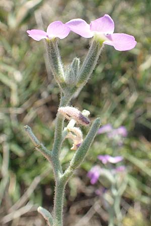 Matthiola tricuspidata \ Dreih&ouml;rnige Levkoje / Three-Horned Stock, GR Euboea (Evia), Kanatadika 28.8.2017