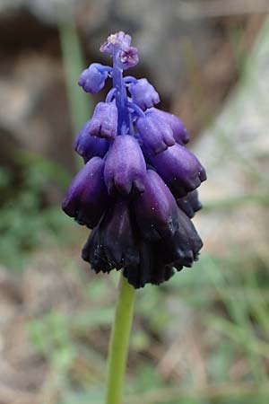 Muscari commutatum \ Dunkle Traubenhyazinthe, Verwechselte Traubenhyazinthe / Dark Grape Hyacinth, GR Hymettos 20.3.2019