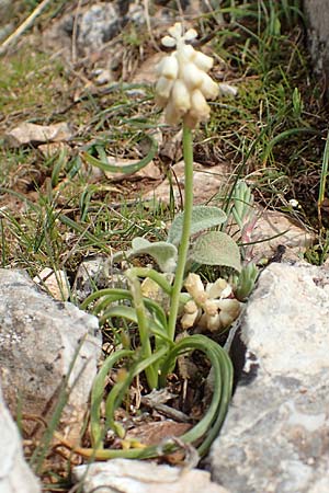 Muscari commutatum \ Dunkle Traubenhyazinthe, Verwechselte Traubenhyazinthe / Dark Grape Hyacinth, GR Hymettos 20.3.2019