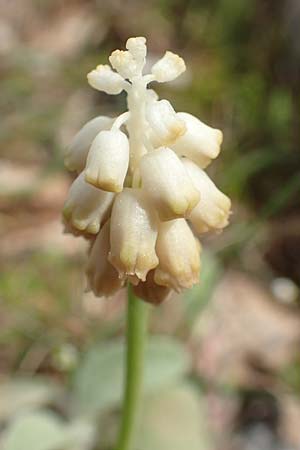Muscari commutatum \ Dunkle Traubenhyazinthe, Verwechselte Traubenhyazinthe / Dark Grape Hyacinth, GR Hymettos 20.3.2019