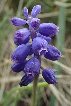Muscari heldreichii \ Heldreichs Traubenhyazinthe / Heldreich's Grape Hyacinth, GR Peloponnes, Chelmos 18.5.2024