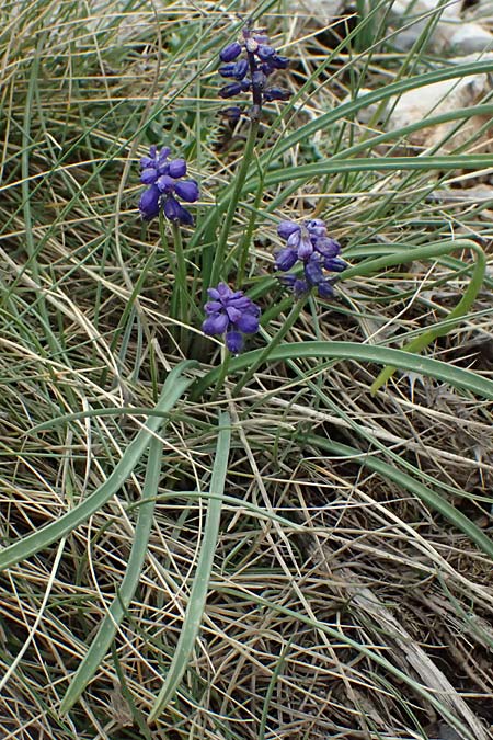 Muscari heldreichii \ Heldreichs Traubenhyazinthe / Heldreich's Grape Hyacinth, GR Peloponnes, Chelmos 18.5.2024