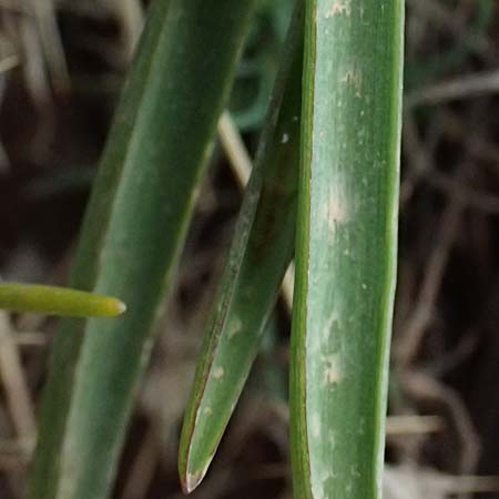 Muscari heldreichii \ Heldreichs Traubenhyazinthe / Heldreich's Grape Hyacinth, GR Peloponnes, Chelmos 18.5.2024