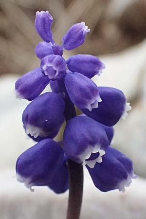 Muscari heldreichii \ Heldreichs Traubenhyazinthe / Heldreich's Grape Hyacinth, GR Peloponnes, Chelmos 18.5.2024