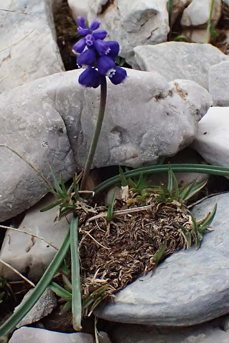 Muscari heldreichii \ Heldreichs Traubenhyazinthe / Heldreich's Grape Hyacinth, GR Peloponnes, Chelmos 18.5.2024