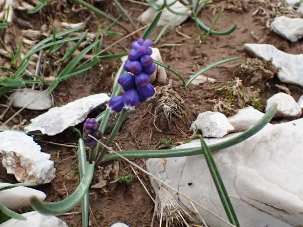 Muscari heldreichii \ Heldreichs Traubenhyazinthe / Heldreich's Grape Hyacinth, GR Peloponnes, Chelmos 18.5.2024