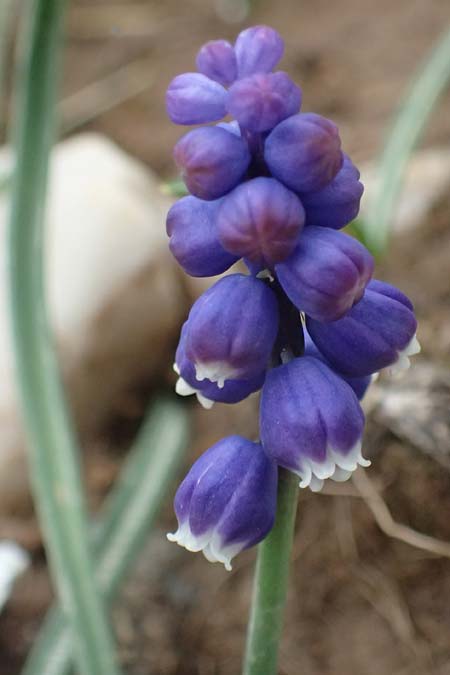 Muscari heldreichii \ Heldreichs Traubenhyazinthe / Heldreich's Grape Hyacinth, GR Peloponnes, Chelmos 18.5.2024