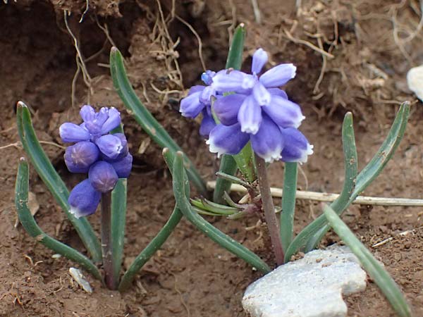Muscari heldreichii \ Heldreichs Traubenhyazinthe / Heldreich's Grape Hyacinth, GR Peloponnes, Chelmos 18.5.2024