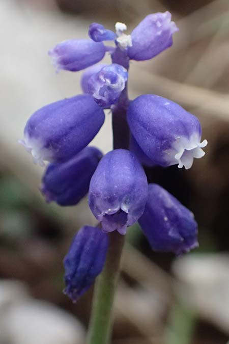 Muscari heldreichii \ Heldreichs Traubenhyazinthe / Heldreich's Grape Hyacinth, GR Peloponnes, Chelmos 18.5.2024