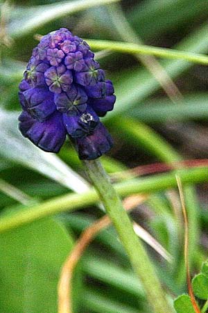 Muscari commutatum \ Dunkle Traubenhyazinthe, Verwechselte Traubenhyazinthe / Dark Grape Hyacinth, GR Akrokorinth 30.1.2014 (Photo: Gisela Nikolopoulou)