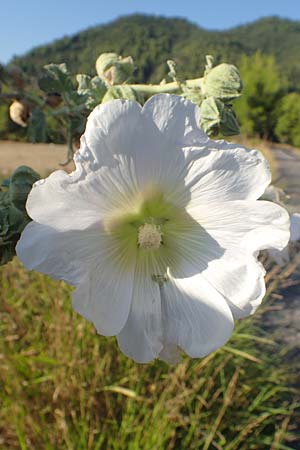 Alcea biennis \ Bleiche Stockrose, Balkan-Stockrose / Balkan Hollyhock, GR Euboea (Evia), Rovies 27.8.2017