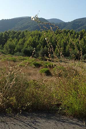 Alcea biennis \ Bleiche Stockrose, Balkan-Stockrose / Balkan Hollyhock, GR Euboea (Evia), Rovies 27.8.2017
