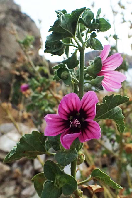 Malva arborea \ Baumf�rmige Strauchpappel, Baum-Strauchpappel / Tree Mallow, GR Peloponnes, Vathia 30.5.2024