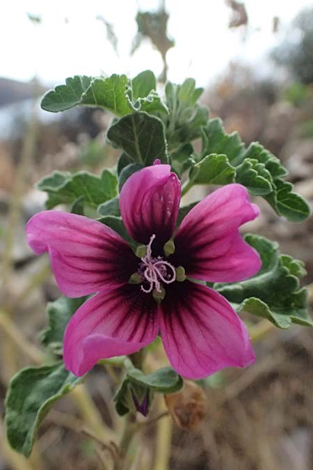 Malva arborea \ Baumf�rmige Strauchpappel, Baum-Strauchpappel / Tree Mallow, GR Peloponnes, Vathia 30.5.2024