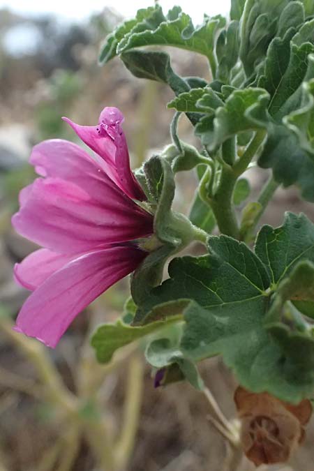 Malva arborea \ Baumf�rmige Strauchpappel, Baum-Strauchpappel / Tree Mallow, GR Peloponnes, Vathia 30.5.2024