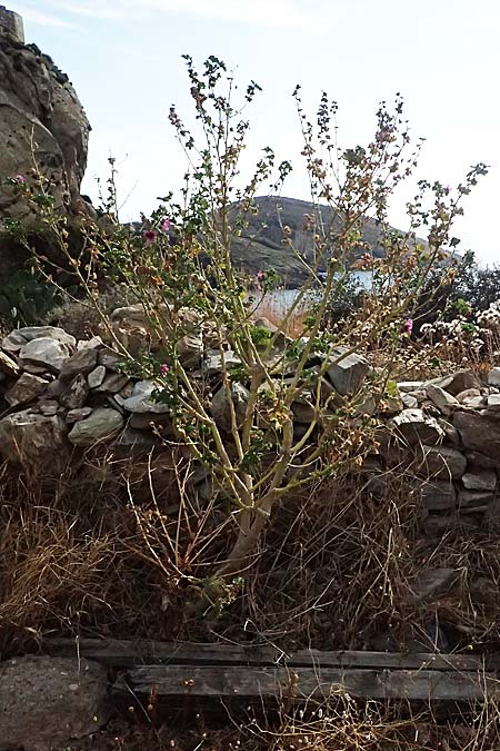 Malva arborea \ Baumf�rmige Strauchpappel, Baum-Strauchpappel / Tree Mallow, GR Peloponnes, Vathia 30.5.2024