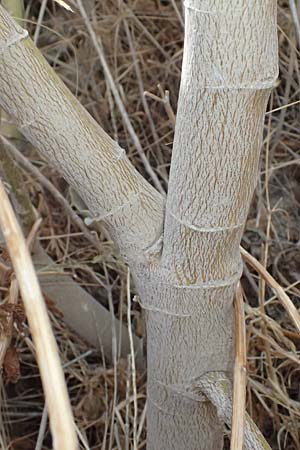 Malva arborea \ Baumf�rmige Strauchpappel, Baum-Strauchpappel / Tree Mallow, GR Peloponnes, Vathia 30.5.2024