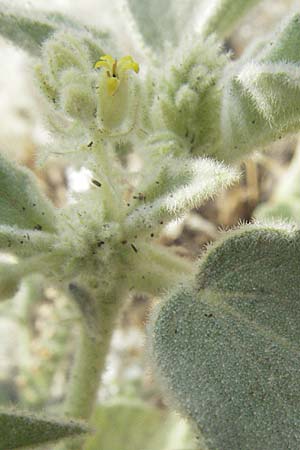 Chrozophora obliqua \ Behaartes Lackmuskraut / Whitish Turnasole, GR Mykene 3.9.2007