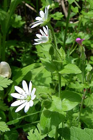 Stellaria aquatica \ Wassermiere, Wasserdarm / Water Checkweed, GR Zagoria, Vikos - Schlucht / Gorge 15.5.2008
