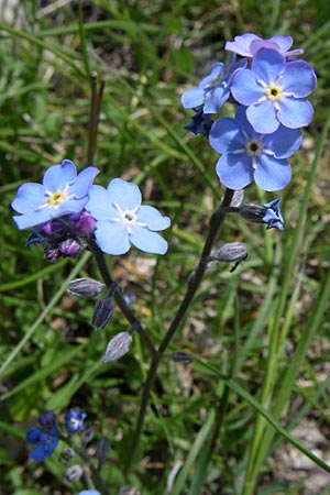 Myosotis alpestris \ Alpen-Vergissmeinnicht / Alpine Forget-me-not, GR Timfi 17.5.2008