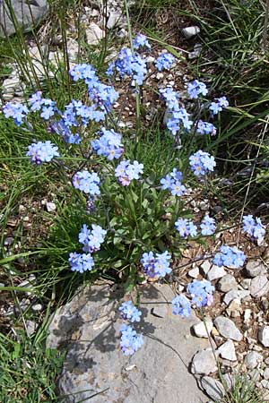 Myosotis alpestris \ Alpen-Vergissmeinnicht / Alpine Forget-me-not, GR Timfi 17.5.2008
