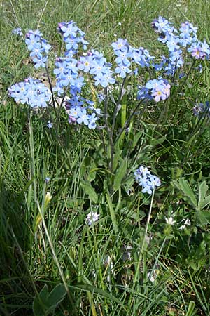 Myosotis alpestris \ Alpen-Vergissmeinnicht / Alpine Forget-me-not, GR Timfi 17.5.2008