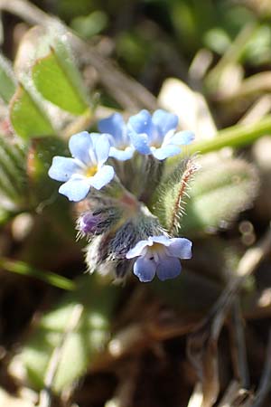 Myosotis incrassata \ Dickbl&auml;ttriges Vergissmeinnicht / Thick-Leafed Forget-me-not, GR Parnitha 22.3.2019