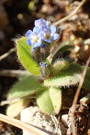 Myosotis incrassata \ Dickbl&auml;ttriges Vergissmeinnicht / Thick-Leafed Forget-me-not, GR Parnitha 22.3.2019