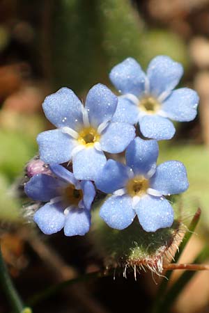 Myosotis incrassata \ Dickbl&auml;ttriges Vergissmeinnicht / Thick-Leafed Forget-me-not, GR Parnitha 22.3.2019