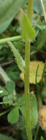 Myosotis alpestris subsp. suaveolens \ Alpines Vergissmeinnicht / Alpine Forget-me-not, GR Peloponnes, Chelmos 18.5.2024