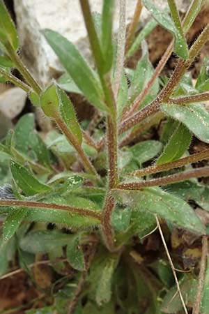 Myosotis alpestris subsp. suaveolens \ Alpines Vergissmeinnicht / Alpine Forget-me-not, GR Peloponnes, Chelmos 18.5.2024