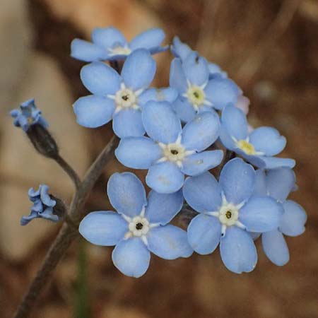 Myosotis alpestris subsp. suaveolens \ Alpines Vergissmeinnicht / Alpine Forget-me-not, GR Peloponnes, Chelmos 18.5.2024