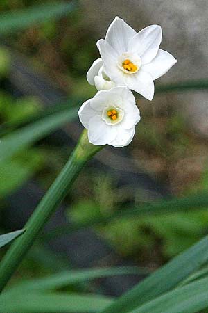 Narcissus papyraceus \ Weihnachts-Narzisse / Paperwhite Narcissus, GR Korinth/Corinth 4.12.2014 (Photo: Gisela Nikolopoulou)
