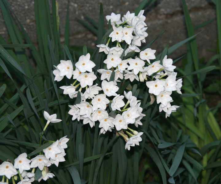 Narcissus papyraceus \ Weihnachts-Narzisse / Paperwhite Narcissus, GR Korinth/Corinth 13.12.2014 (Photo: Gisela Nikolopoulou)