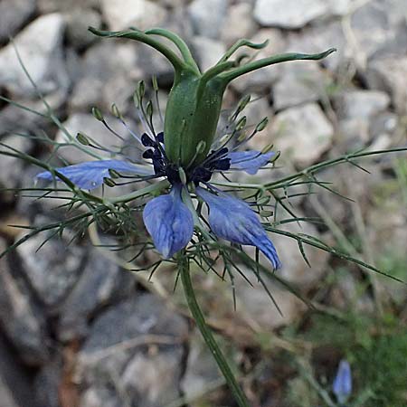Nigella damascena \ Damaszener Schwarzkmmel, Jungfer im Grnen / Love in a Mist, Devil in a Bush, GR Peloponnes, Diakopto 20.5.2024