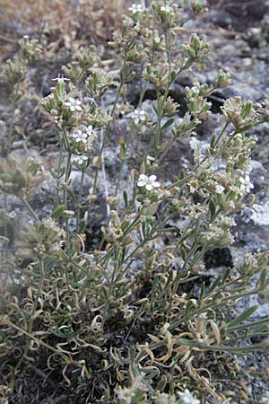 Bolanthus chelmicus subsp. meteoricus \ Meteora-Gipskraut / Meteora Bolanthus, GR Meteora 28.8.2007