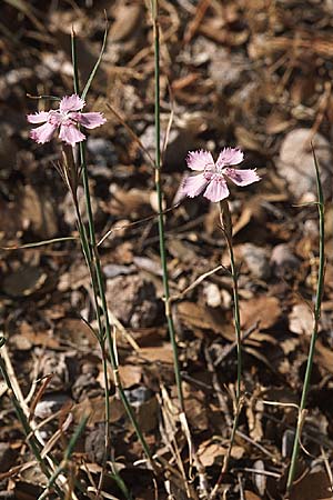 Dianthus biflorus \ Zweibl&uuml;tige Nelke / Two-Flowered Pink, GR Megaspilion 4.9.2007