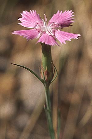 Dianthus biflorus \ Zweibl&uuml;tige Nelke / Two-Flowered Pink, GR Megaspilion 4.9.2007