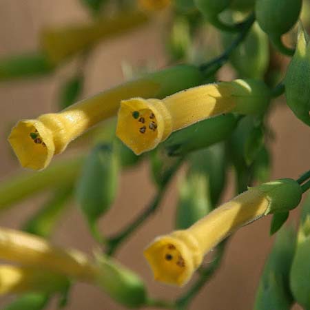 Nicotiana glauca \ Blaugrner Tabak, Baum-Tabak / Tree Tobacco, GR Korinth/Corinth 14.9.2014 (Photo: Gisela Nikolopoulou)