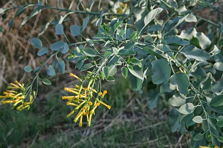 Nicotiana glauca \ Blaugrner Tabak, Baum-Tabak / Tree Tobacco, GR Korinth/Corinth 13.10.2012 (Photo: Gisela Nikolopoulou)