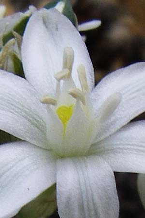 Ornithogalum gussonei \ Schmalblttriger Dolden-Milchstern / Gussone's White Star of Bethlehem, GR Parnitha 22.5.2008