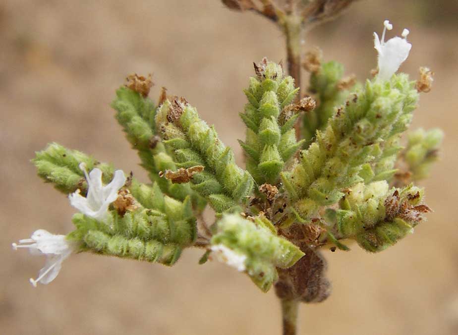 Origanum vulgare subsp. hirtum \ Griechischer Oregano / Greek Oregano, Winter Majoram, GR Euboea (Evia), Kalianou 29.8.2014