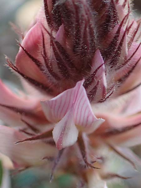 Onobrychis ebenoides \ Ebenholzstrauch�hnliche Esparsette, GR Hymettos 23.3.2019