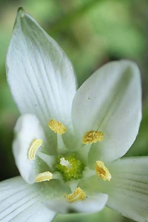 Ornithogalum exscapum \ Schaftloser Milchstern / White Star of Bethlehem, GR Athen 23.3.2019